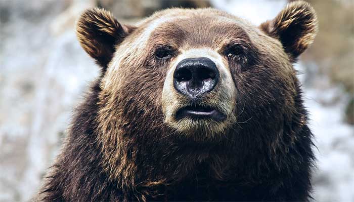 Björnmarknad på börsen