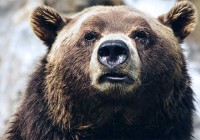 Björnmarknad på börsen